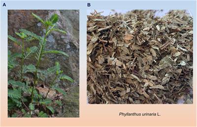 A review of Phyllanthus urinaria L. in the treatment of liver disease: viral hepatitis, liver fibrosis/cirrhosis and hepatocellular carcinoma